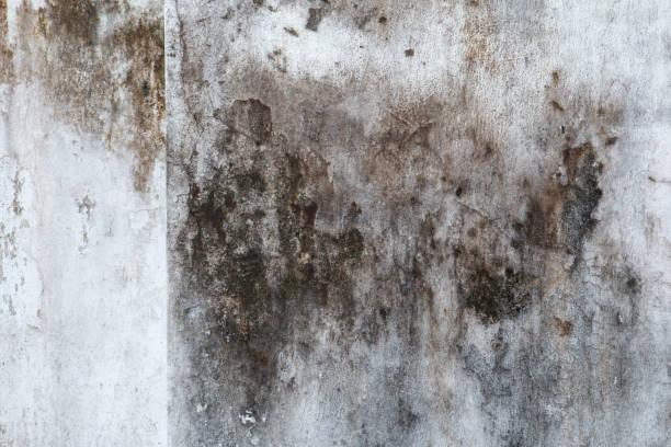 Best Comprehensive Air Testing for Mold Contaminants  in Nahunta, GA