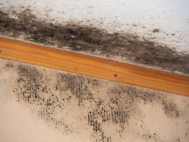 Nahunta, GA Mold Removal Company
